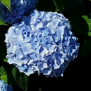 Meet your Posher, Lea